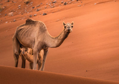 Camel with young animal standing in desert