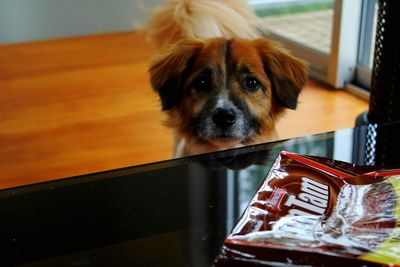 Close-up portrait of dog at home