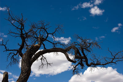 Low angle view of bare tree against blue sky