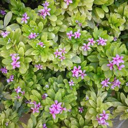 Full frame shot of pink flowering plants