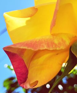 Close-up of yellow flower