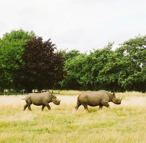 Elephants on grass against sky