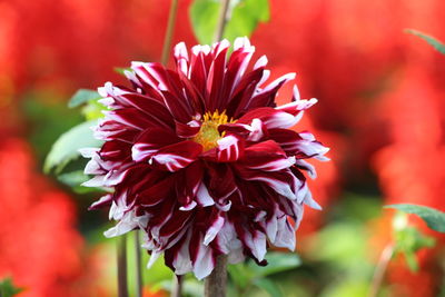 Close-up of red dahlia