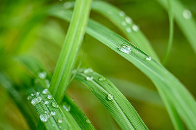 Close-up of wet grass