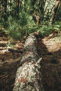 Close-up of tree trunk in forest