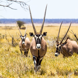 Portrait of oryx on grass against sky