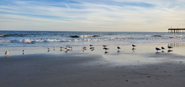 Flock of seagulls on beach