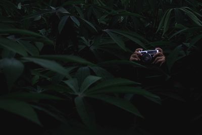 Cropped hands holding camera amidst plants