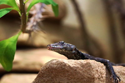 Close-up of lizard on branch