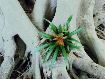 Close-up of plant