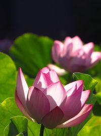 Close-up of pink lotus water lily