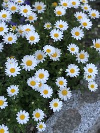 High angle view of white daisies