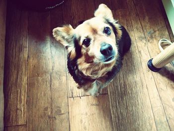 Dog standing on wooden floor