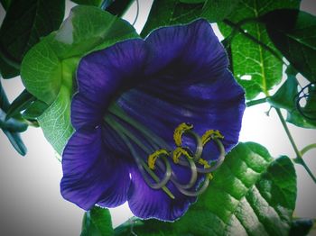 Close-up of purple flowering plant