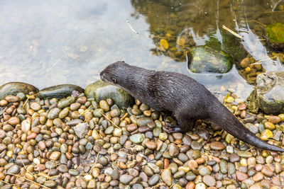 Close-up of otter