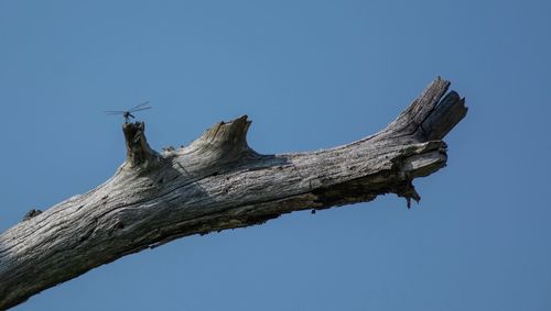 Low angle view of a tree