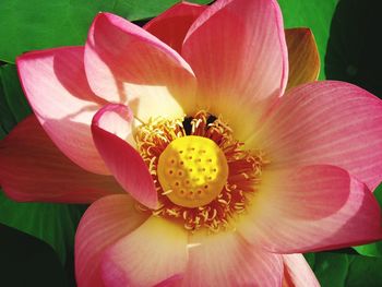 Close-up of pink flower