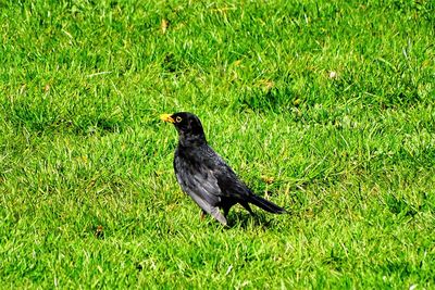 Black bird on a field