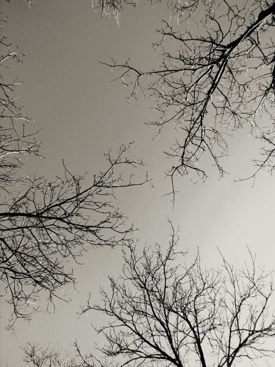 bare tree, branch, low angle view, tree, silhouette, clear sky, nature, tranquility, bird, beauty in nature, sky, outdoors, no people, scenics, dusk, day, high section, growth, tranquil scene, copy space