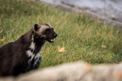 Close-up of dog on field