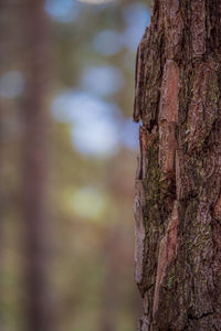 Close-up of tree trunk