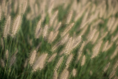 Close-up of stalks in field