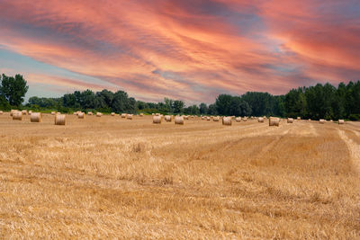 Scenic view of agricultural field against sky during sunset