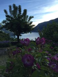 Pink flowers blooming on tree