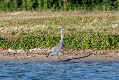 High angle view of gray heron on beach