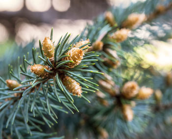 Pine buds. christmas tree cones. spruce buds in spring. background spruce lumps.