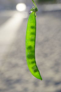 Close-up of green leaf on plant