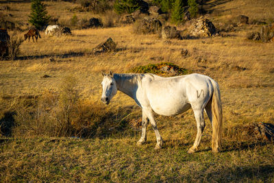 Horse standing on field