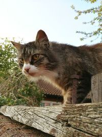 Close-up of cat on wood against sky