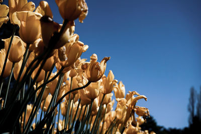Low angle view of flowering plant against blue sky