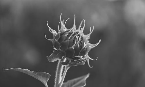 Close-up of wilted flower against blurred background