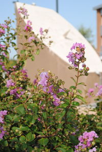 Close-up of purple flowers