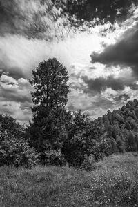 Low angle view of trees on field against sky