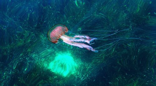 Close-up of jellyfish swimming in sea