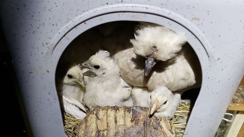 High angle view of birds in nest