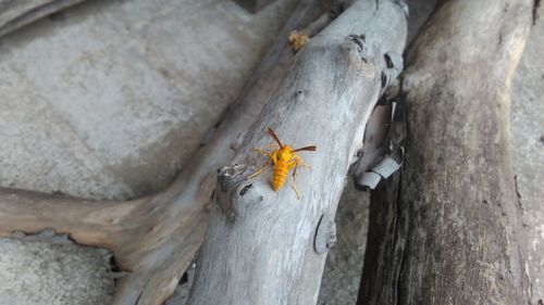 High angle view of insect on tree trunk