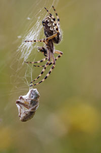 Hunting spider - cross spider