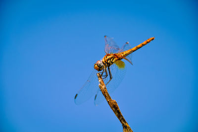 Close-up of dragonfly on twig against clear blue sky