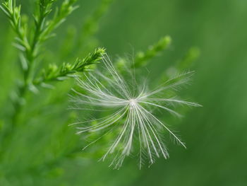 Close-up of plant