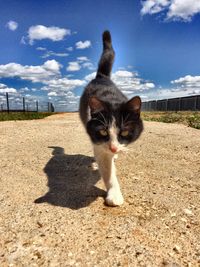 Portrait of cat walking on sand against sky