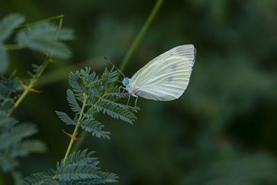 Close-up of butterfly pollinating flower