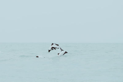 View of birds swimming in sea against sky