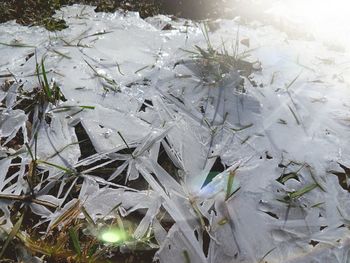 High angle view of frozen plants during winter