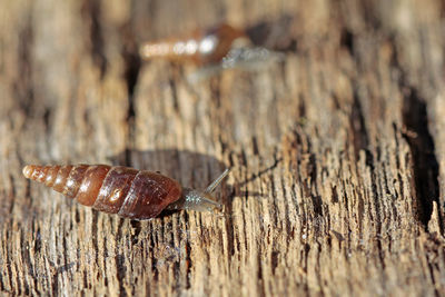 Close-up of snail on wood