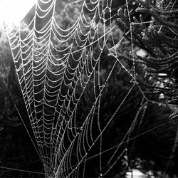 Close-up of spider web