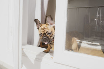 Portrait of a dog